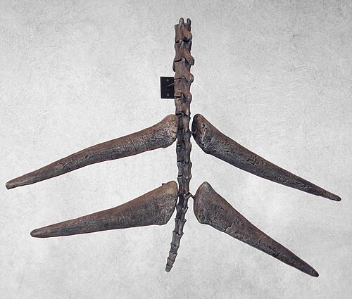 tail spike