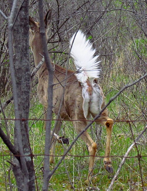 tail