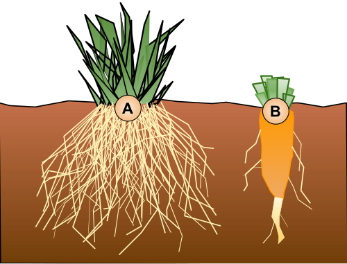 taproot