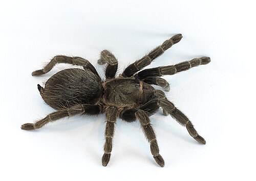 tarantula