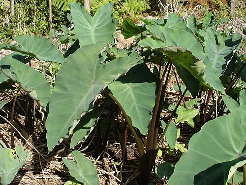 taro