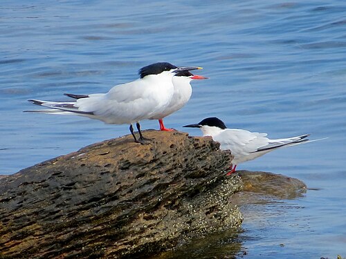 tern