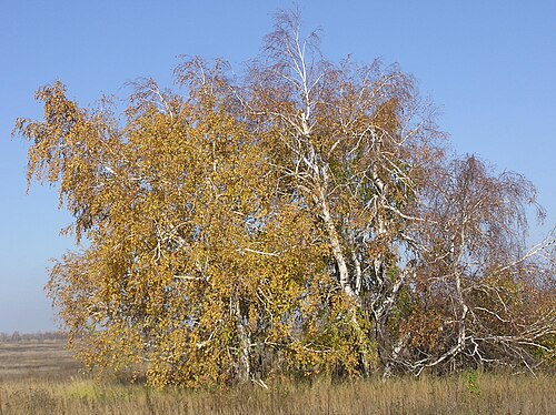 thicket