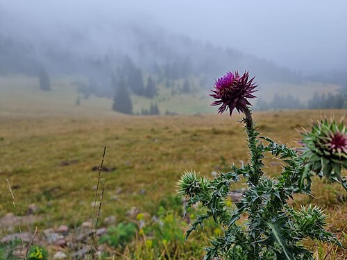 thistle