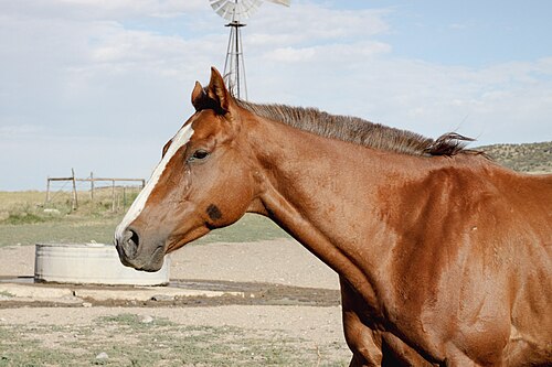 thoroughbred