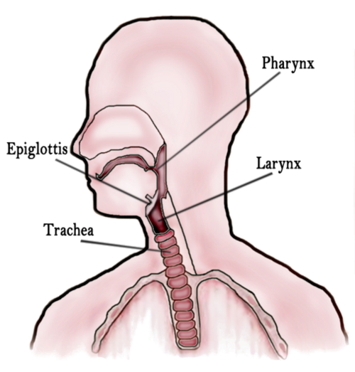 throat