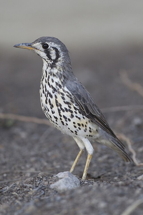thrush
