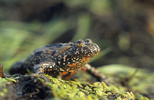 toad