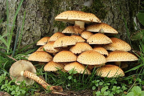 toadstool