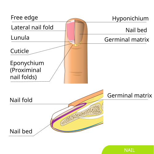 toenail