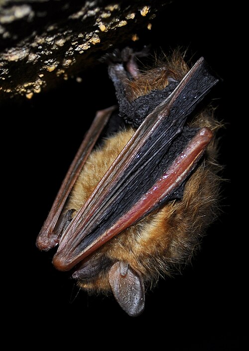 torpor