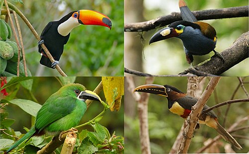 toucan
