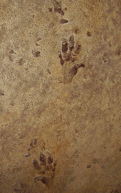 trace fossil