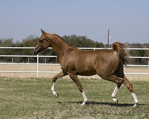 trot