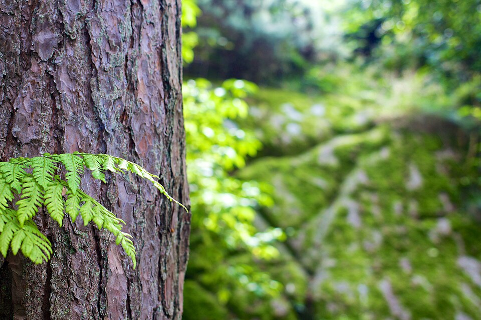 trunk