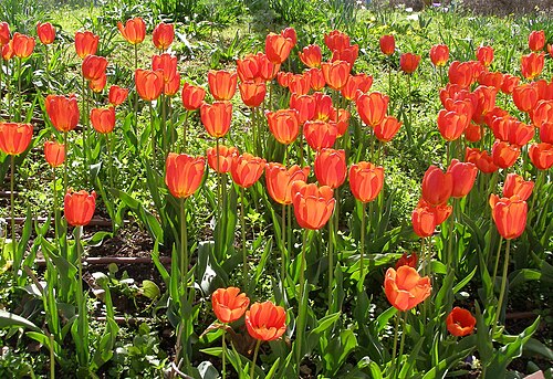 tulip