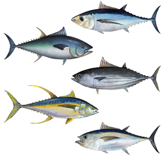tuna
