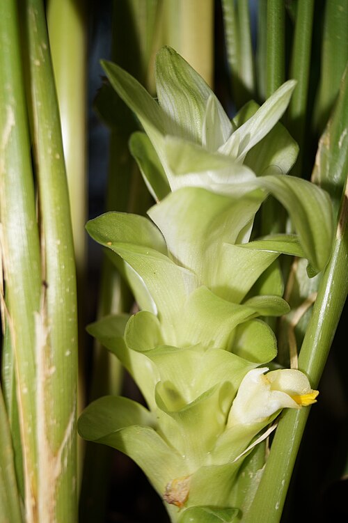 turmeric