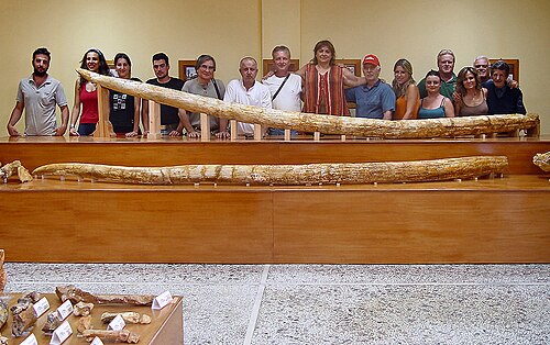 tusk