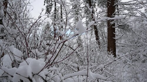 twig