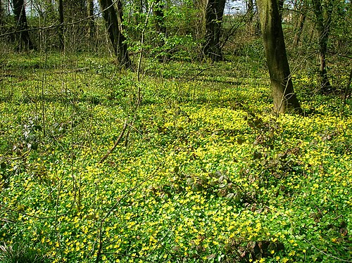 undergrowth