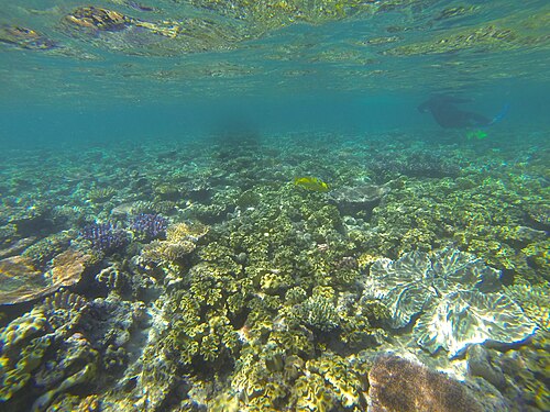undersea
