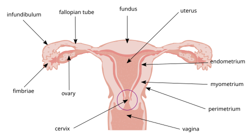 uterus
