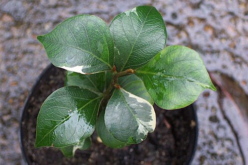 variegated