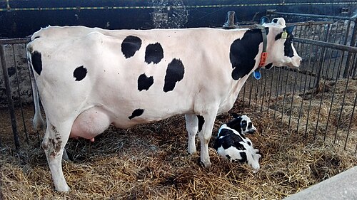 veal