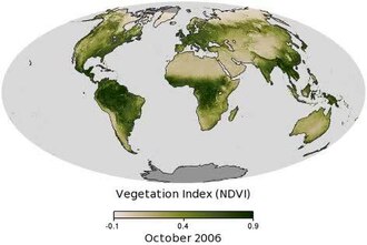 vegetation