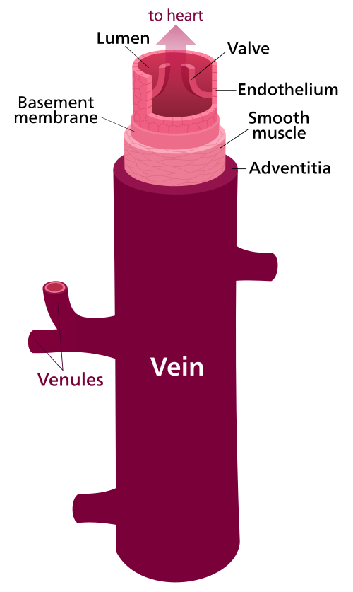 vein