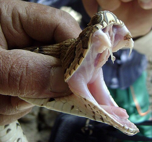 venomous