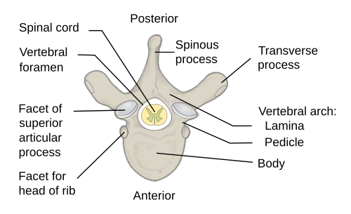 vertebra
