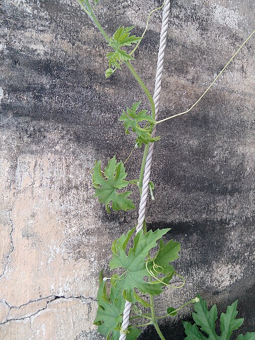 vine