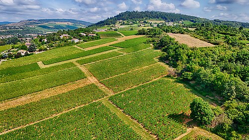 vineyard