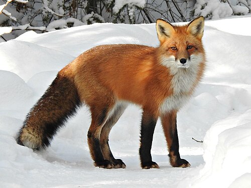vixen