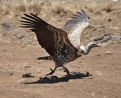 vulture