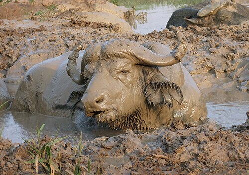 wallow