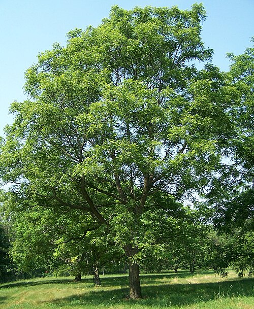 The dark, finely grained wood of that tree.