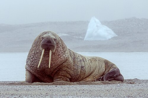 walrus