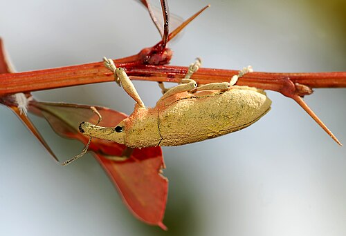 weevil