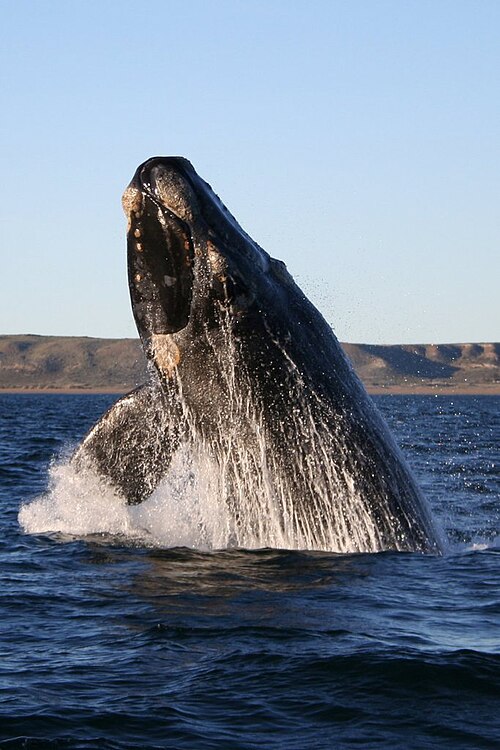 whale
