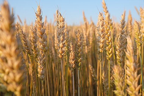 wheat