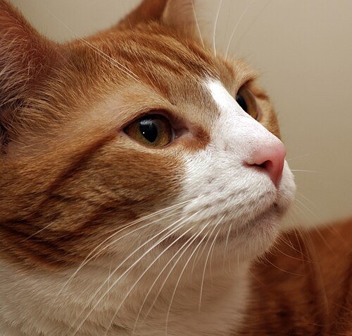 whisker