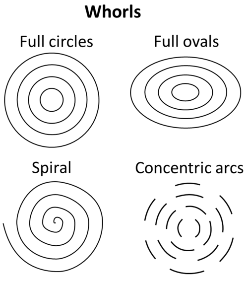 whorl