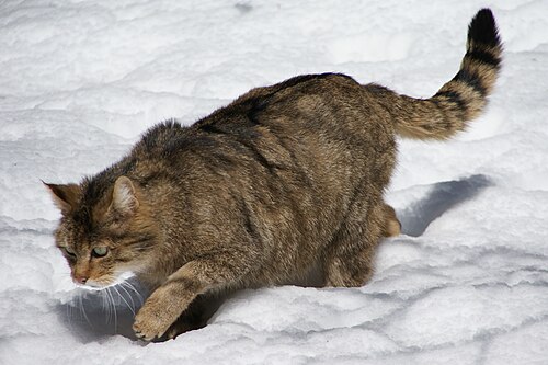 wildcat