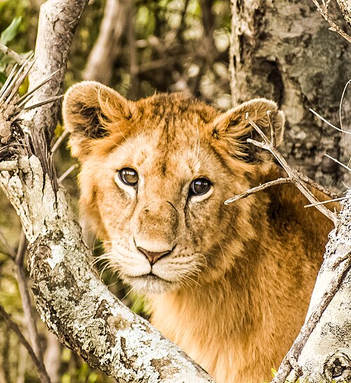 wildlife