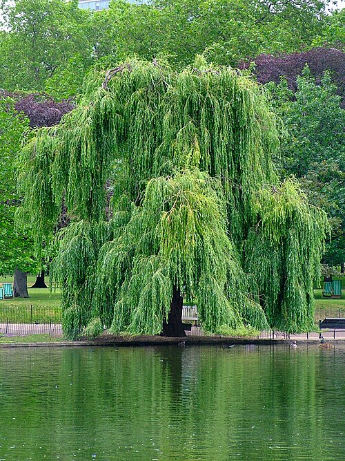 willow