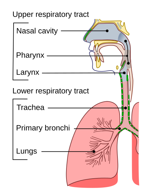 windpipe