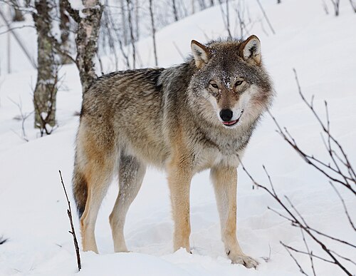 wolf